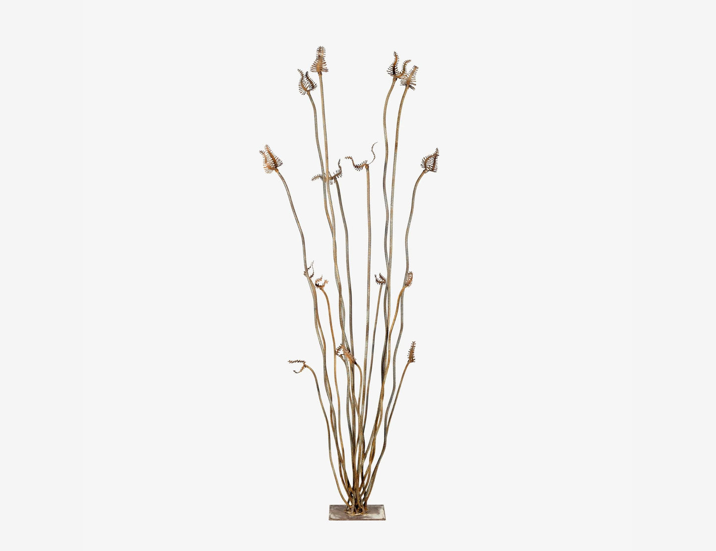 Ocotillo