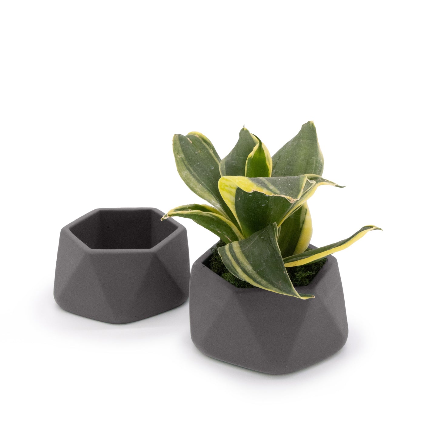 Concrete Mini Genna Tabletop Planters (Set of 2)