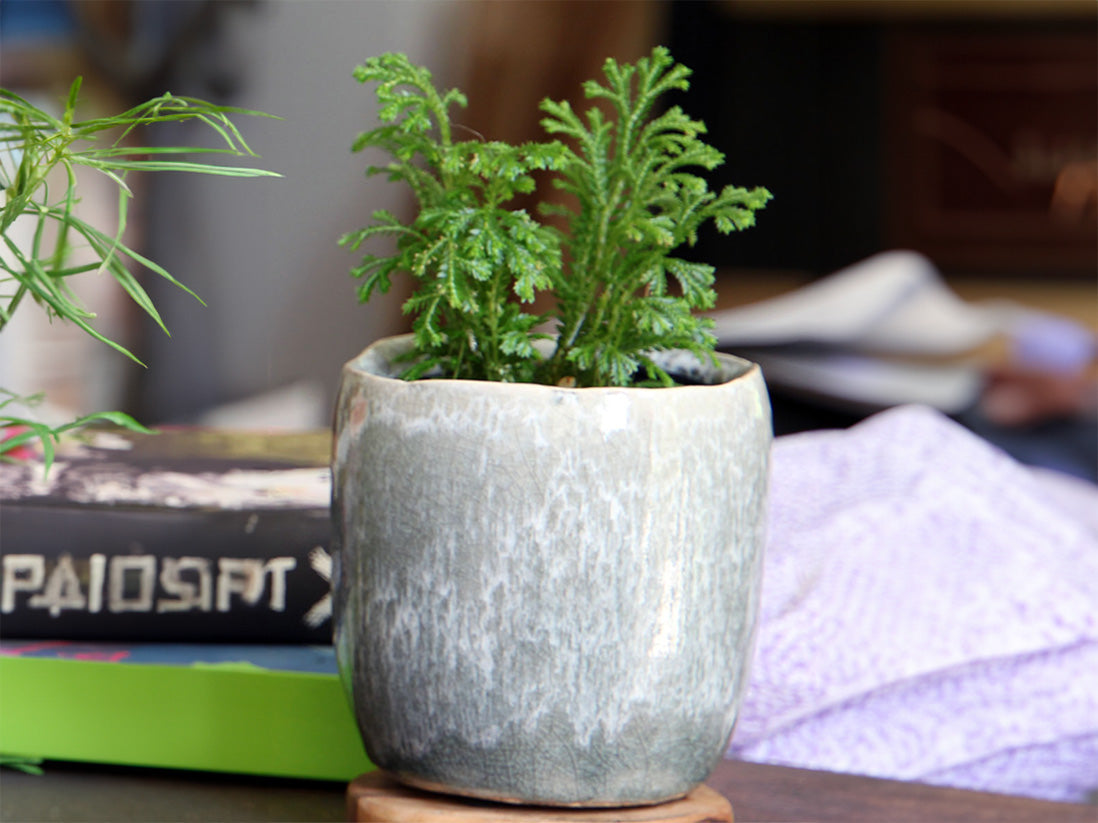Jewel Teacup Planter By Plantatorem