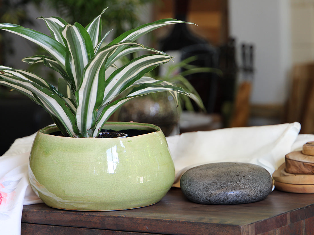 Jewel Freeform Bowl By Plantatorem