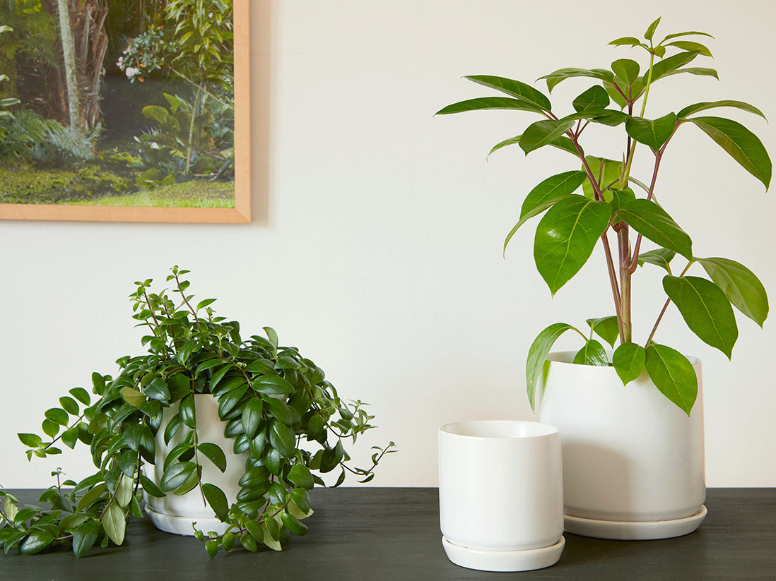 Cylinder with Attached Saucer-5.0" x 4.5" By Plantatorem