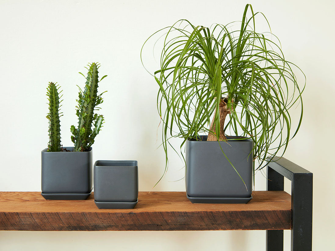 Cube with Attached Saucer- 4.5" x 4.0" By Plantatorem