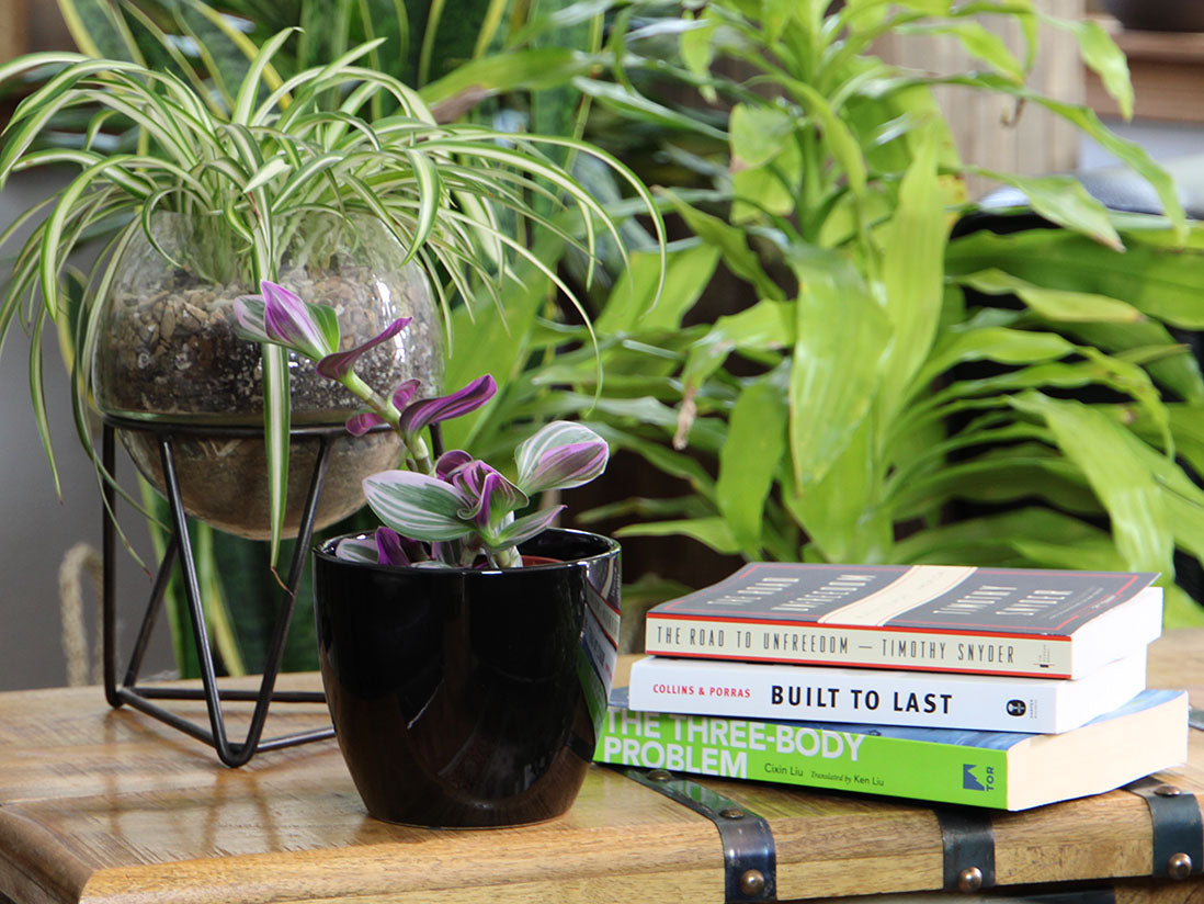 Peace Lily Cache Pot- 5.5" x 4.5" By Plantatorem