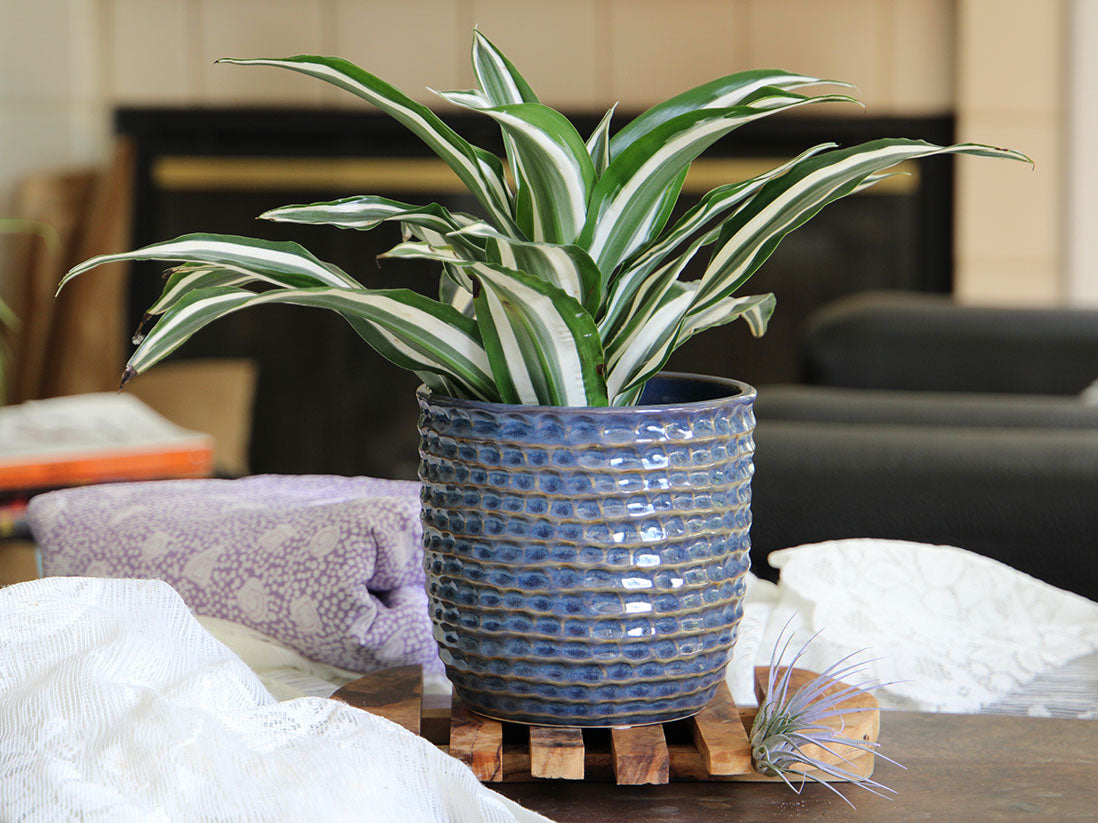 Honeycomb Planter 7.5" D x 7.0" H By Plantatorem