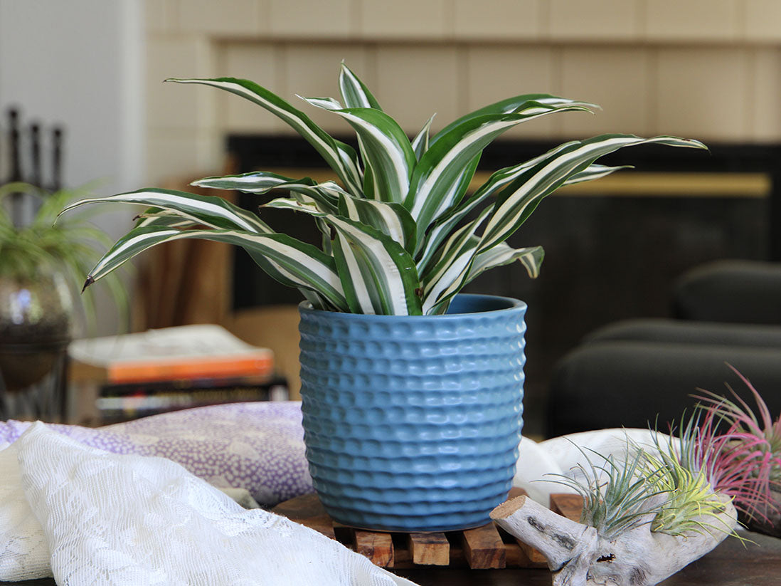 Honeycomb Planter- 5.5" x 5.0" By Plantatorem