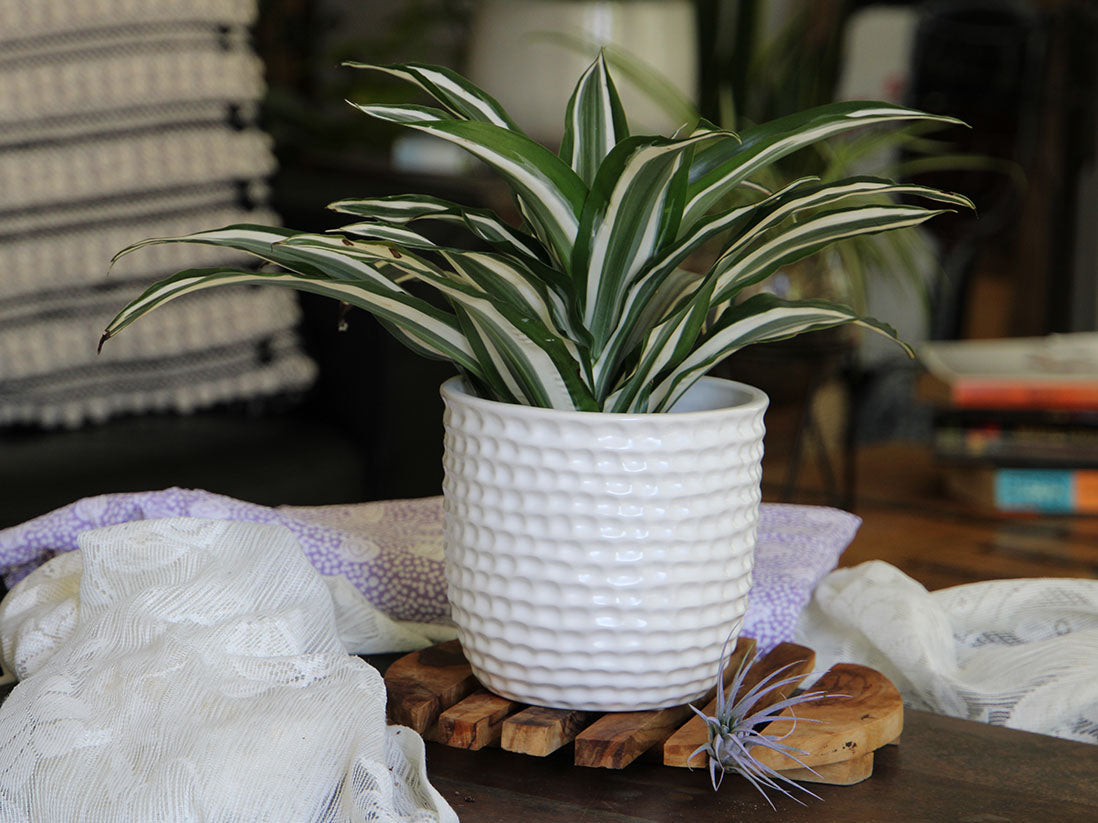 Honeycomb Planter 7.5" D x 7.0" H By Plantatorem