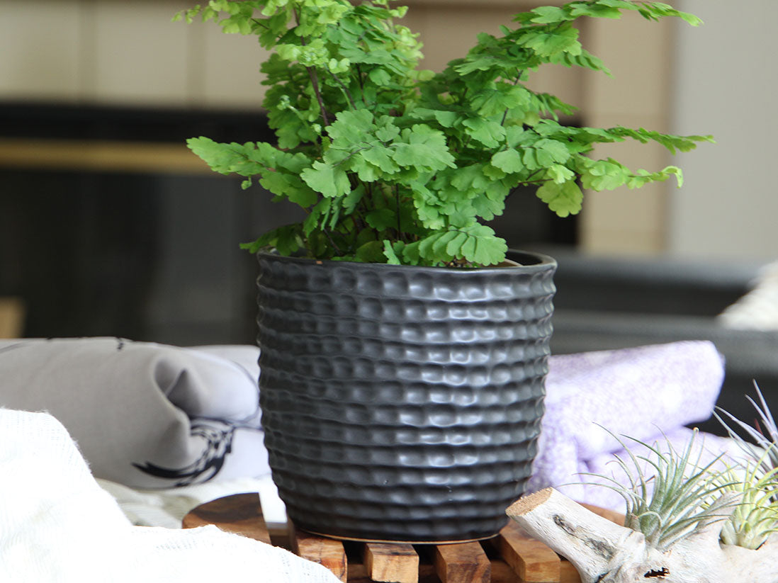 Honeycomb Planter 7.5" D x 7.0" H By Plantatorem