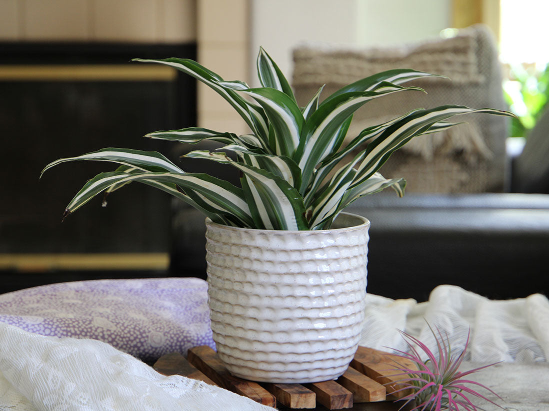 Honeycomb Planter 7.5" D x 7.0" H By Plantatorem