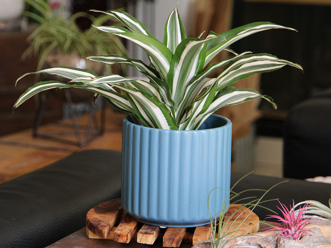 Brush Comb Planter- 6.5" x 6.5" By Plantatorem