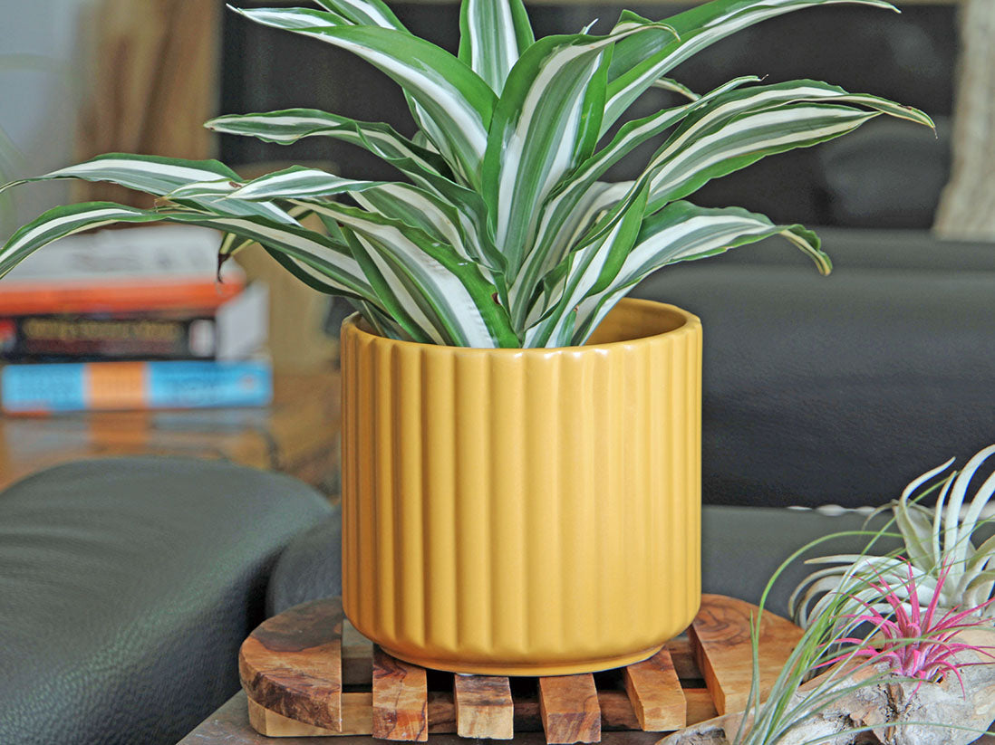 Brush Comb Planter- 6.5" x 6.5" By Plantatorem