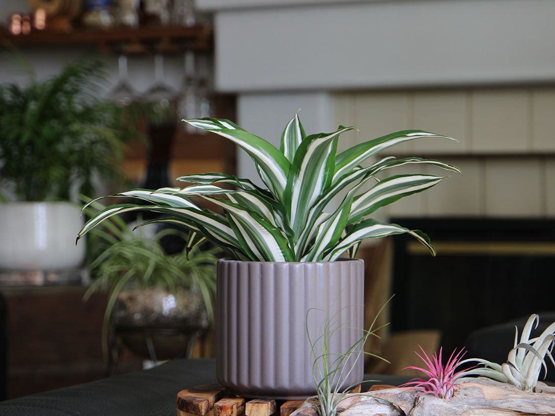 Brush Comb Planter- 6.5" x 6.5" By Plantatorem