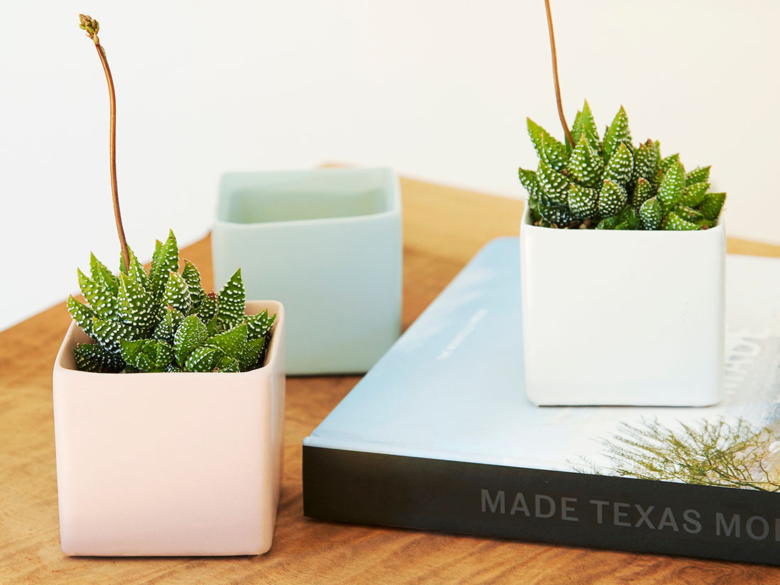 Cube Cache Pot- 2.5" x 2.5" By Plantatorem