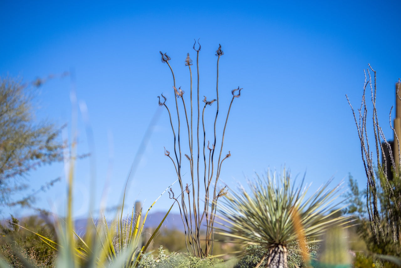Ocotillo