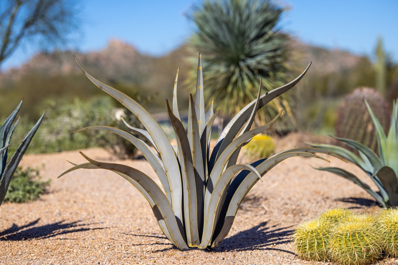 Octopus Agave