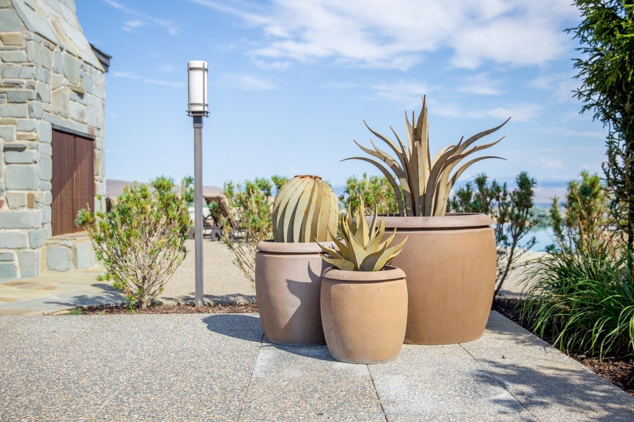 Octopus Agave
