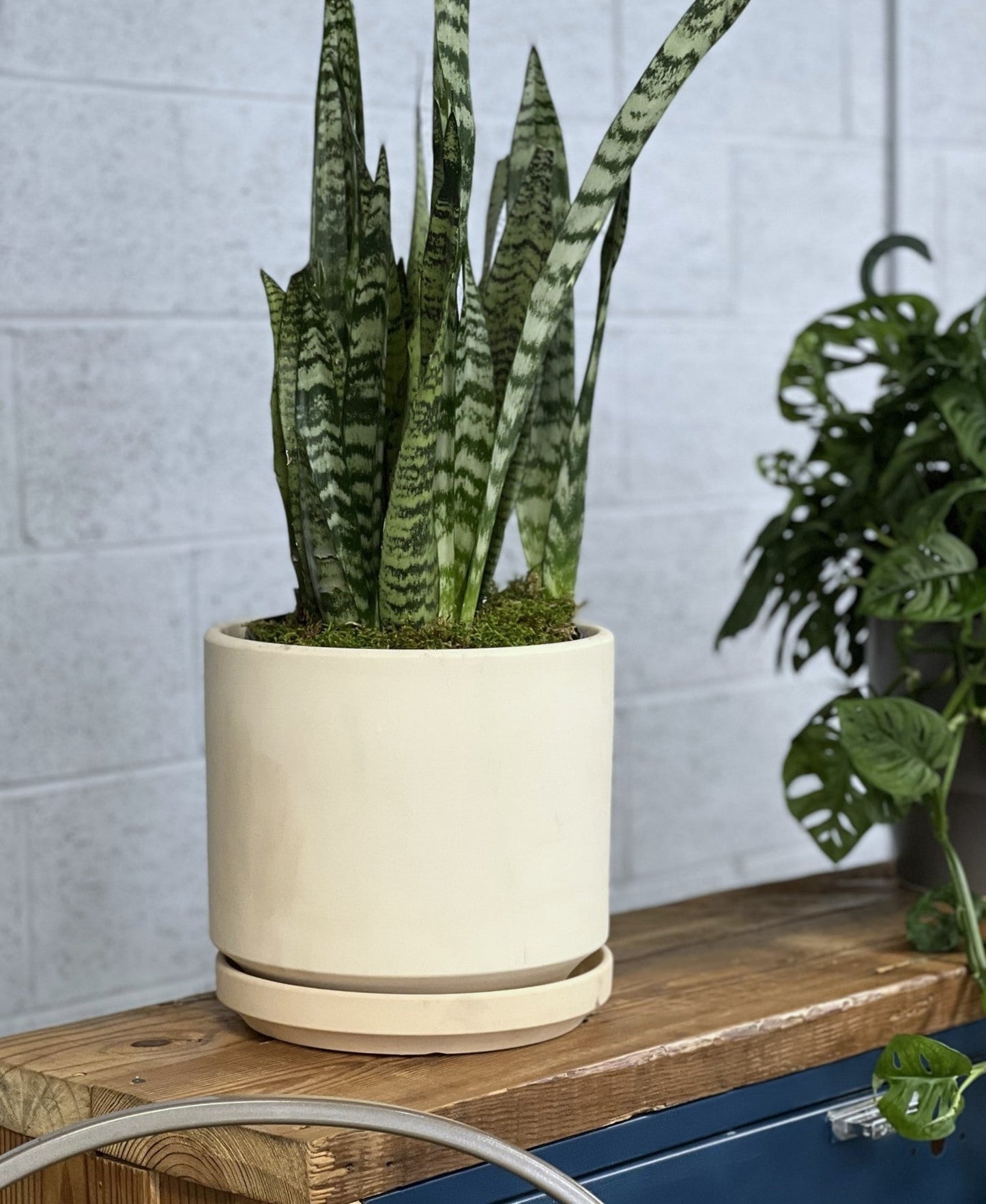 Mid Modern Planter With Detached Saucer "12.0" D x 10.5" H" By Plantatorem