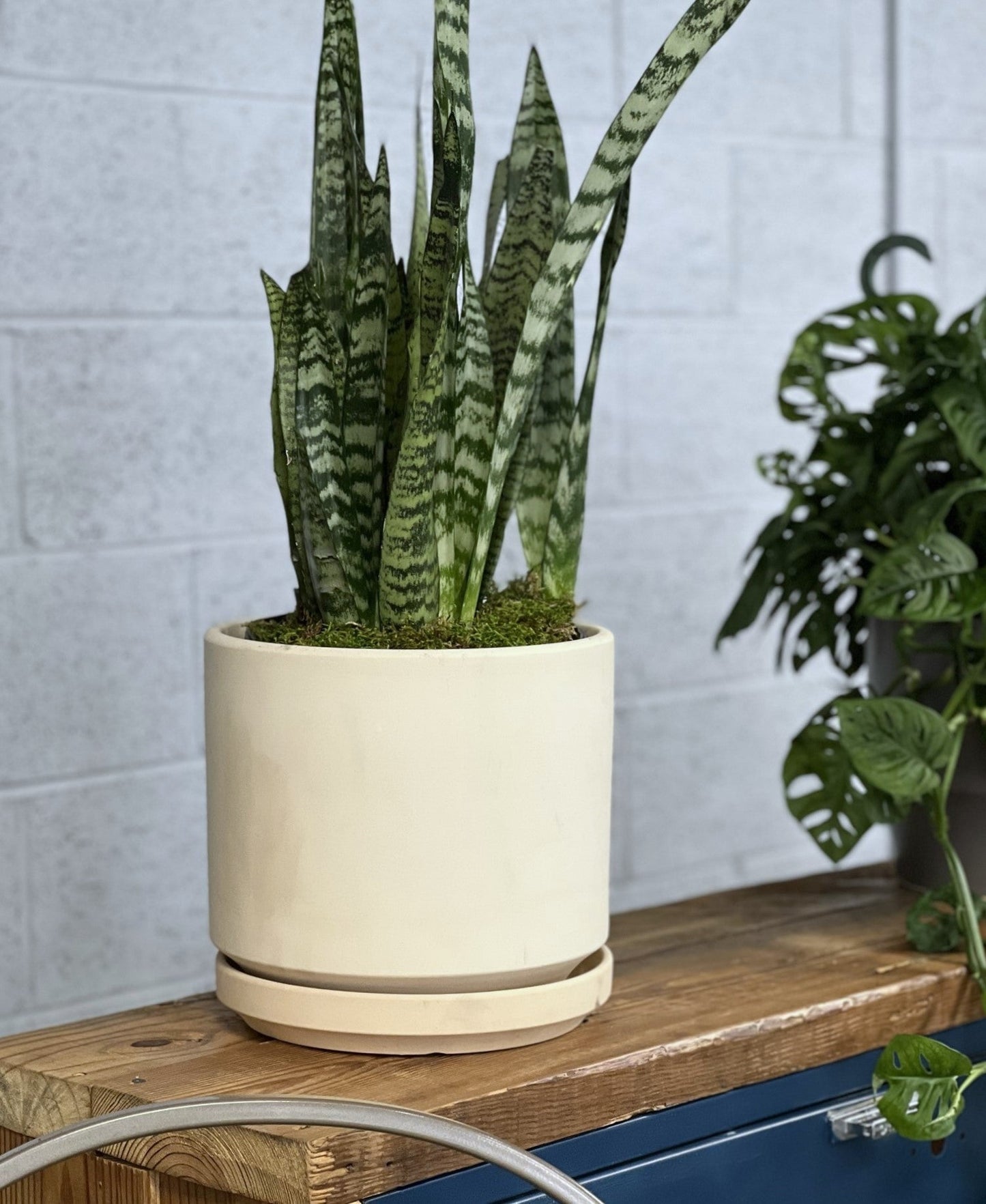 Mid Modern Planter With Detached Saucer "10.0" D x 9.0" H" By Plantatorem
