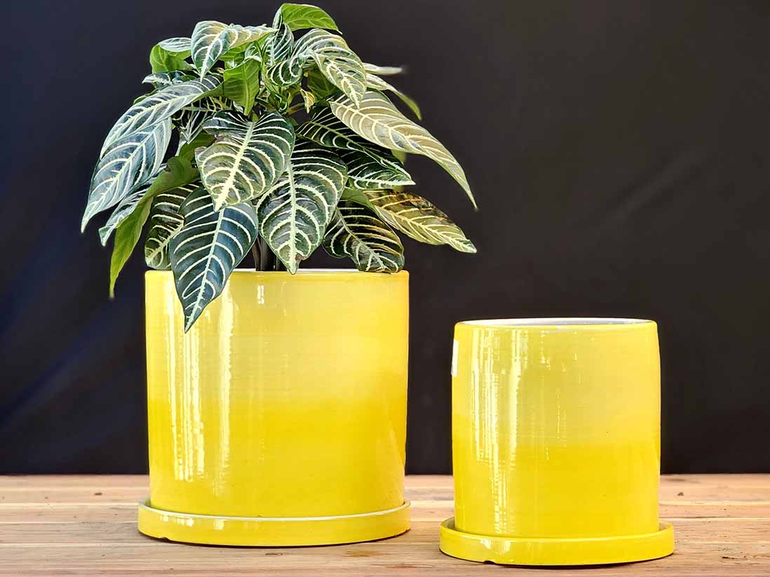Cylinder Ombre Planter By Plantatorem
