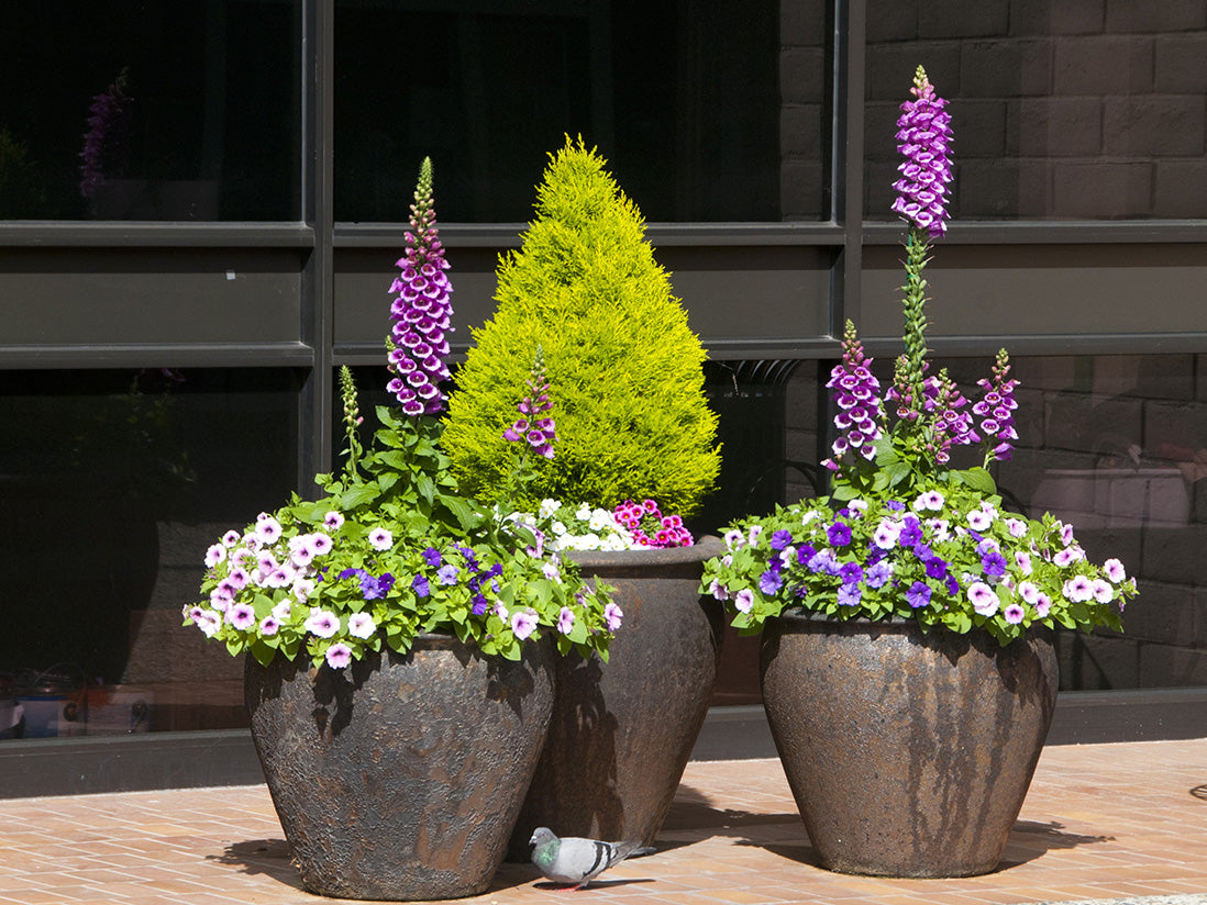 Fish Bowl Pots - Set of 3 By Plantatorem