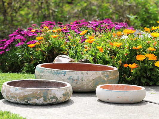 Succulent Bowl-Set of 3 By Plantatorem