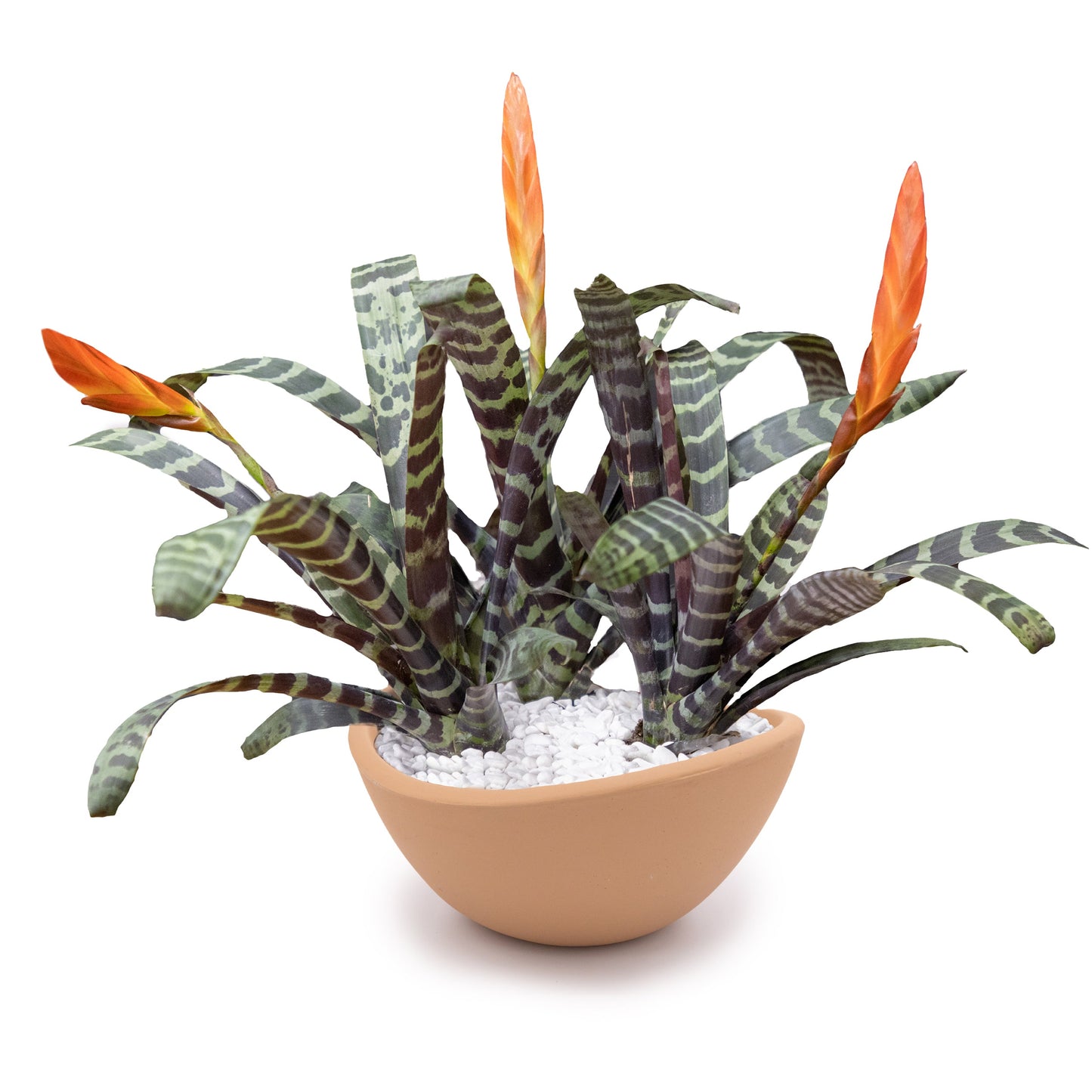 Concrete Wave Tabletop Planter