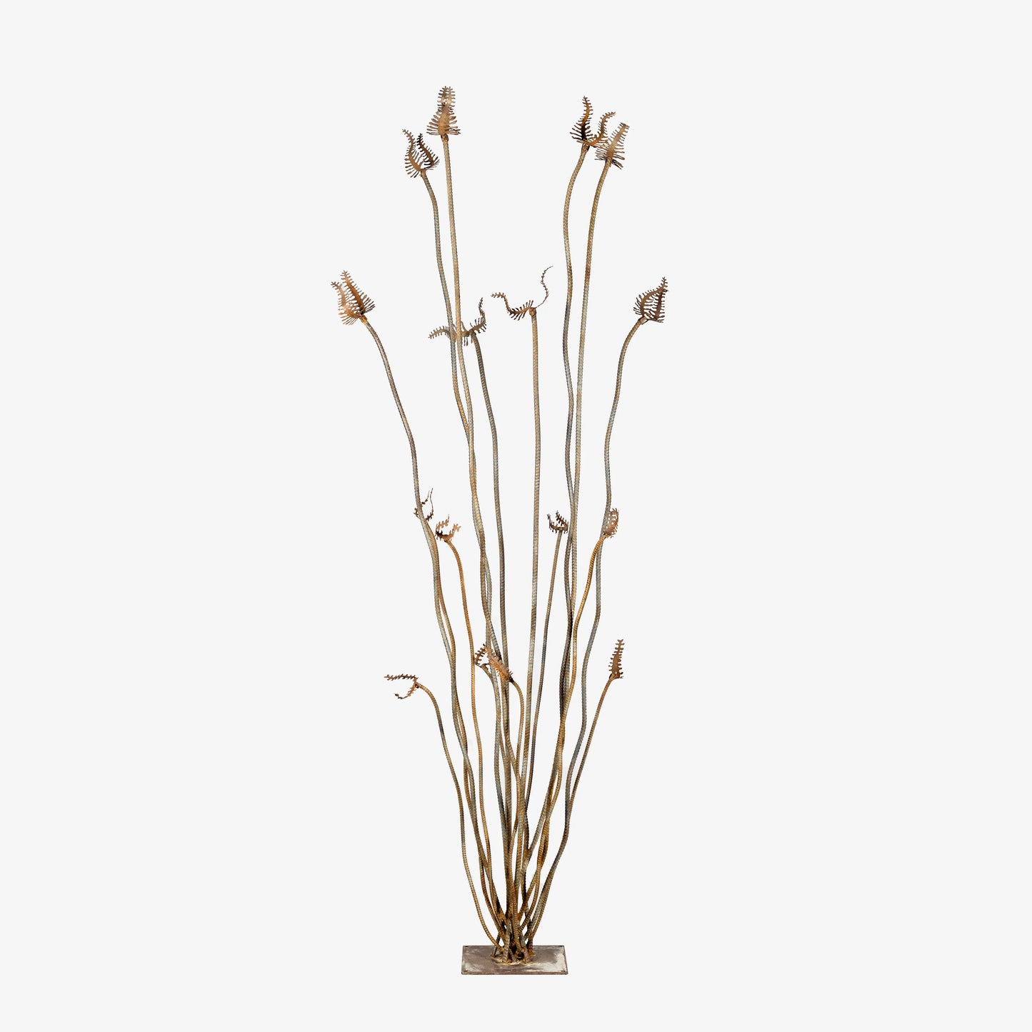 Ocotillo