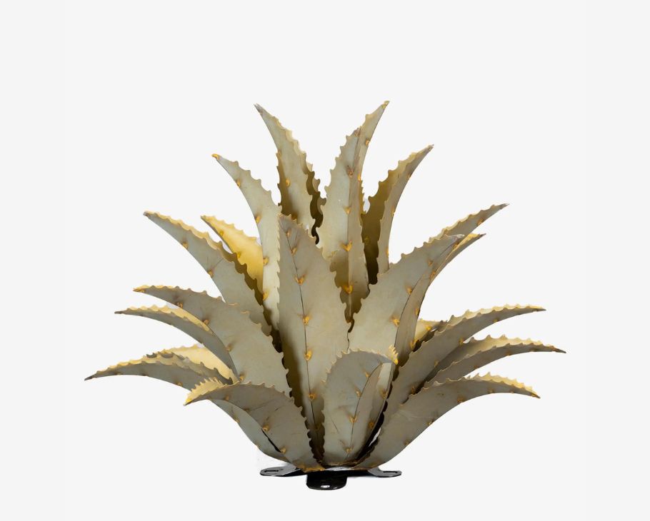 Sawtooth Agave