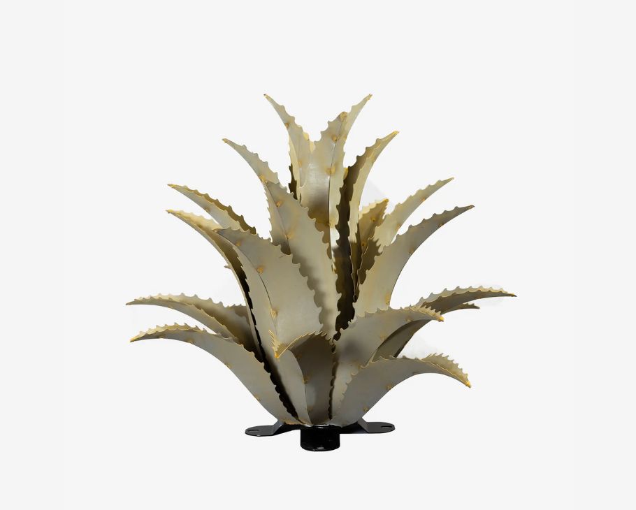 Sawtooth Agave