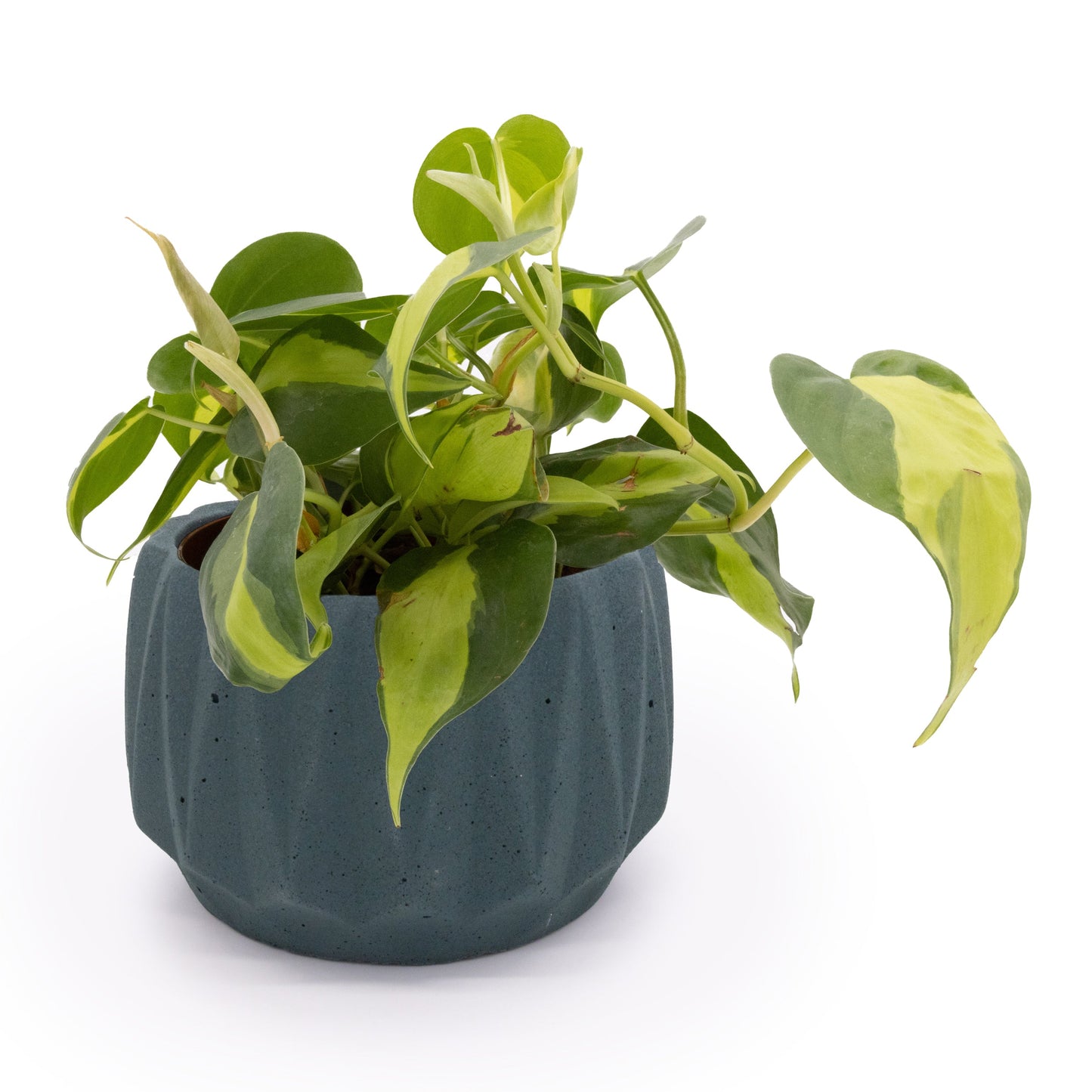 Flute 6" Tabletop Planter