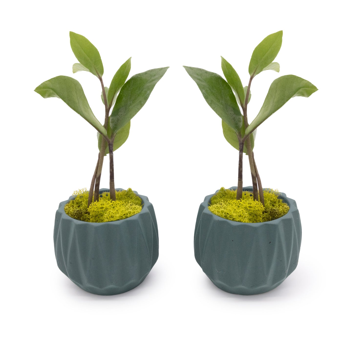 Concrete Mini Flute Tabletop Planters (Set of 2)
