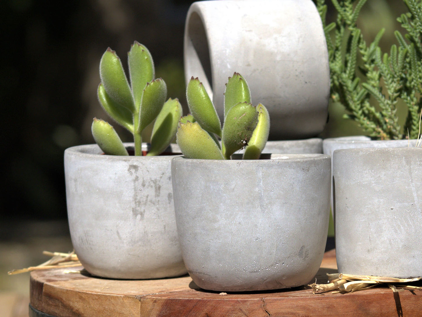 Bell Curve Concrete Planter By Plantatorem