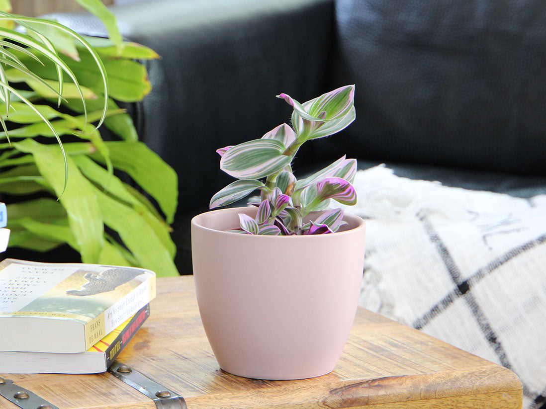 Peace Lily Cache Pot- 7.5" x 6.5" By Plantatorem