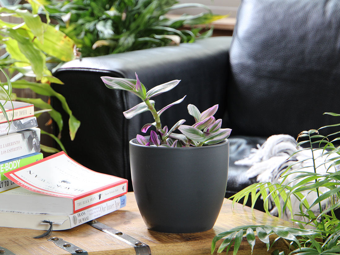 Peace Lily Cache Pot 10.0" D x 8.5" H By Plantatorem