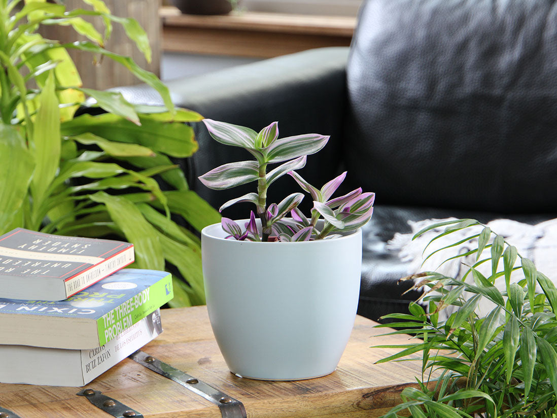 Peace Lily Cache Pot 10.0" D x 8.5" H By Plantatorem